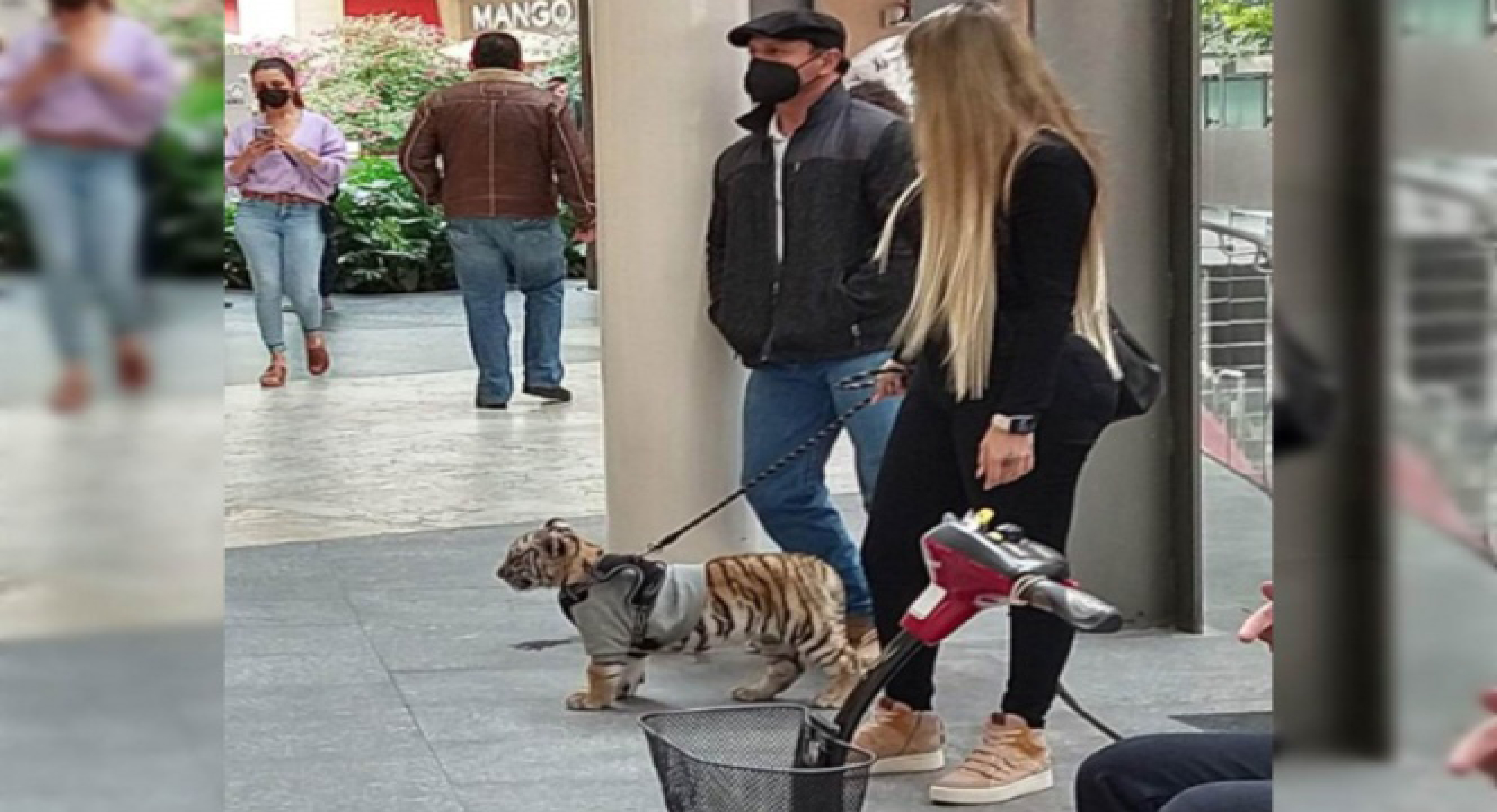 Mujer paseaba en una Plaza de Polanco a un cachorro de tigre