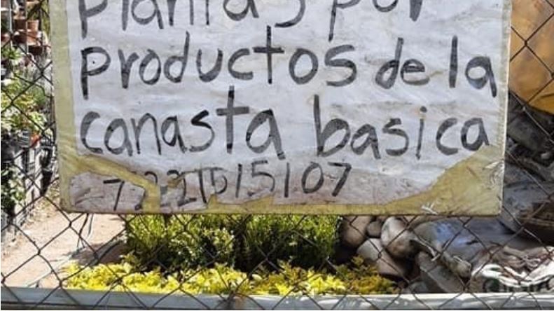 cambian-plantas-por-comida-en-metepec2