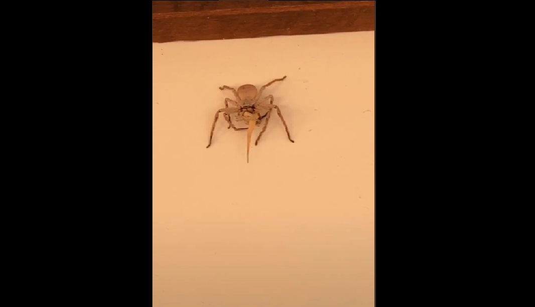 (Video) Captan a enorme araña comiendo un reptil y se hace viral en TikTok