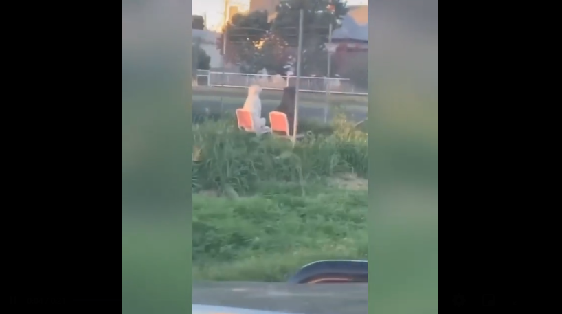 (Video) Captan a dos perros conversando en dos sillas y mirando el atardecer