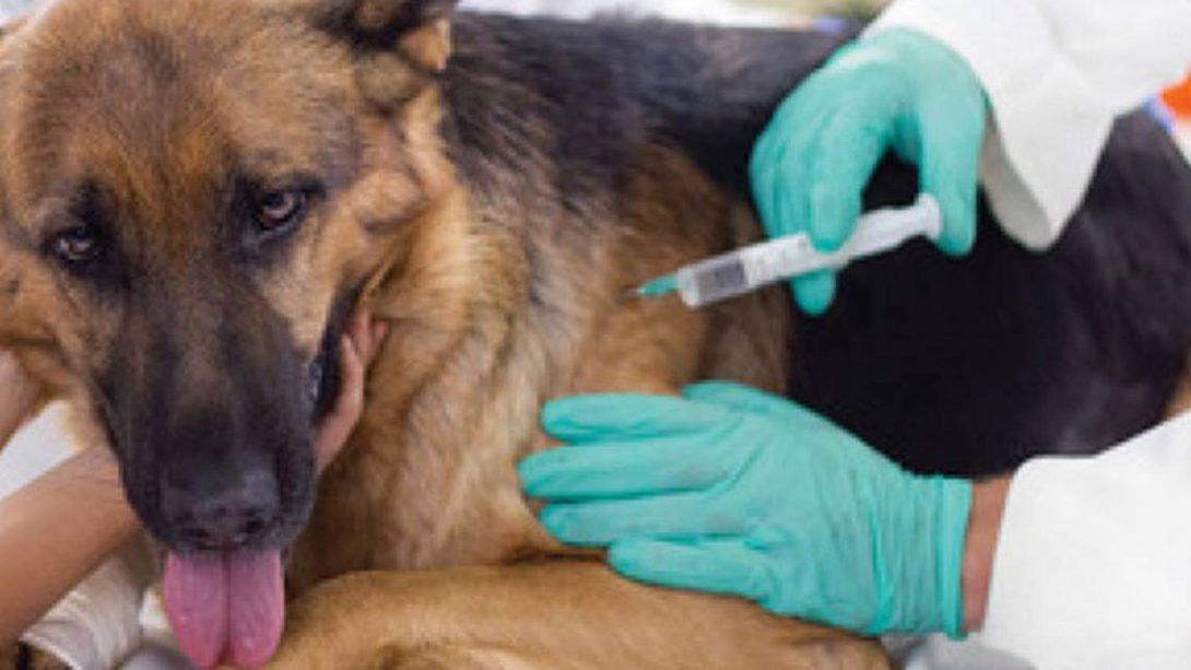 donde-estaran-los-puestos-de-vacunacion-para-perros-y-gatos-en-edomex