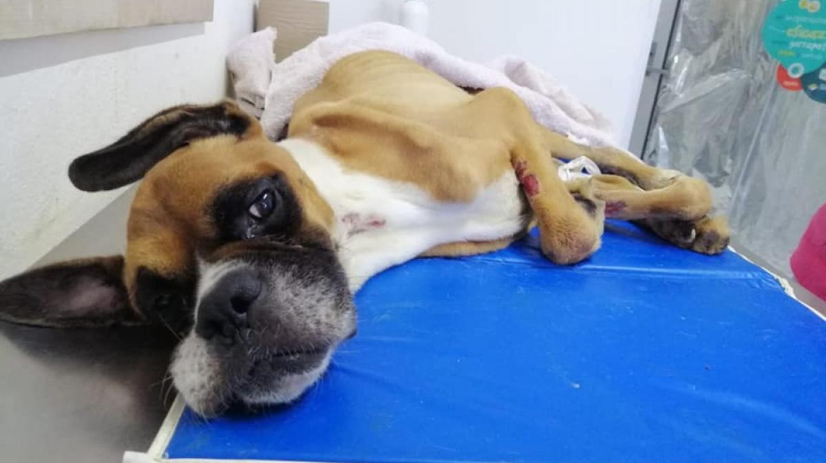 llevaran-a-juicio-a-duenos-que-maltraten-a-sus-mascotas-en-nuevo-leon