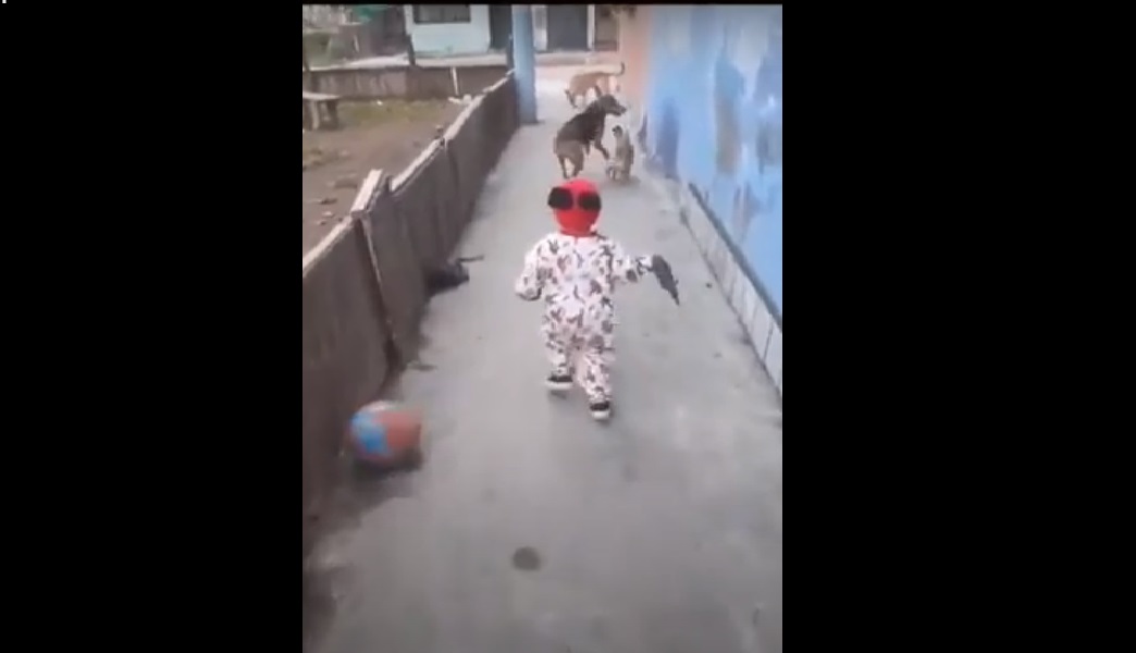 (Video) Niño juega con sus perros y una pelota aparece de la nada