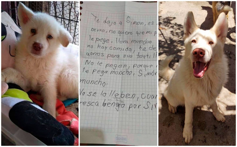 (Vídeo) Conoce el albergue que cuida del perrito Simón