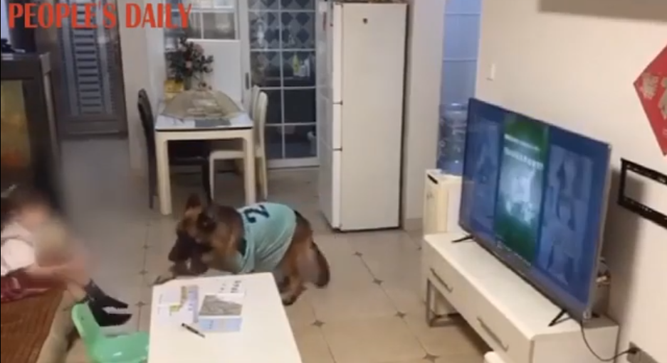 (Video) Perro alerta a niña que viene su papá para que deje la TV y haga su tarea