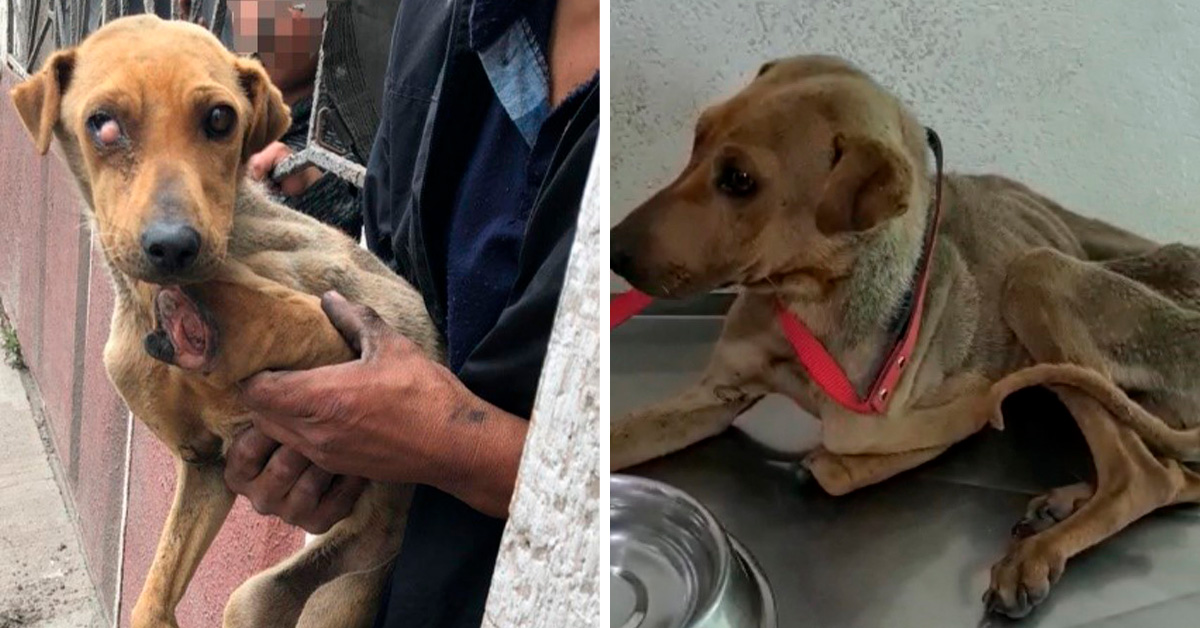 rescatan-a-perrita-maltratada-en-toluca