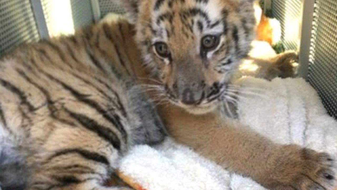 Tigre de bengala fue asegurado en el Edomex