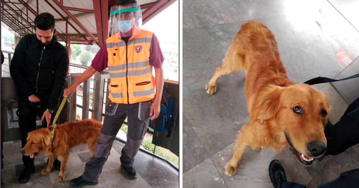 video-mira-la-tierna-reaccion-de-perrito-al-ser-rescatado-en-metro-de-cdmx