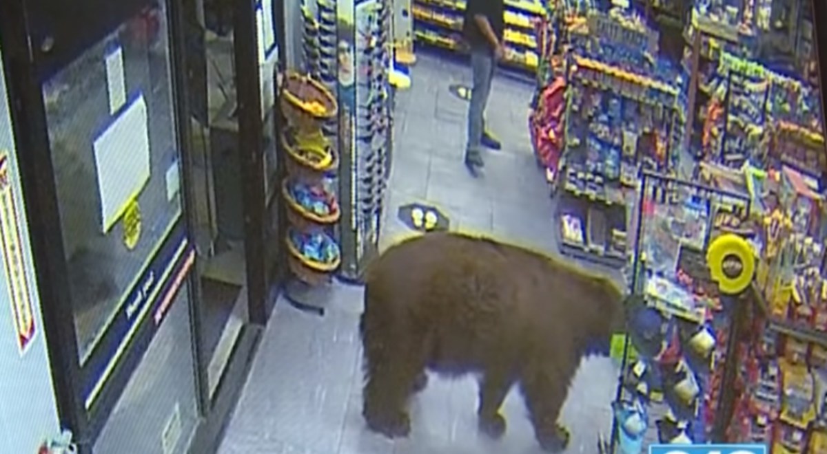 video-osos-entran-a-una-tienda-para-comer-dulces
