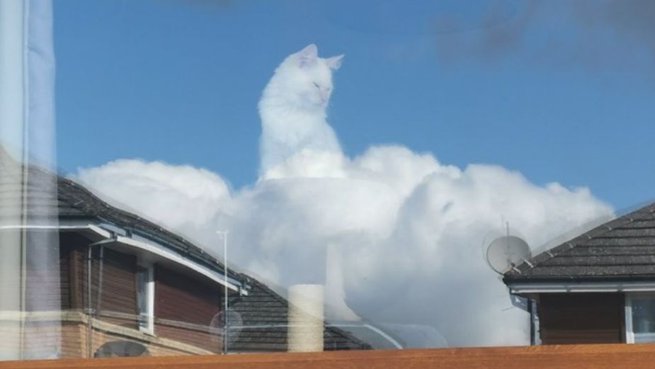 Foto del Gatito divino causa asombro en redes sociales2