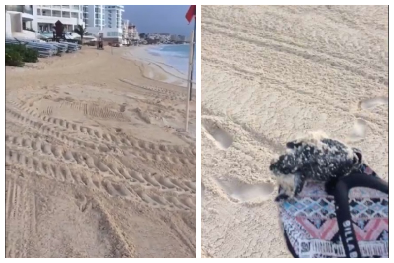 Trabajadores-aplastan-los-nidos-de-las-tortugas