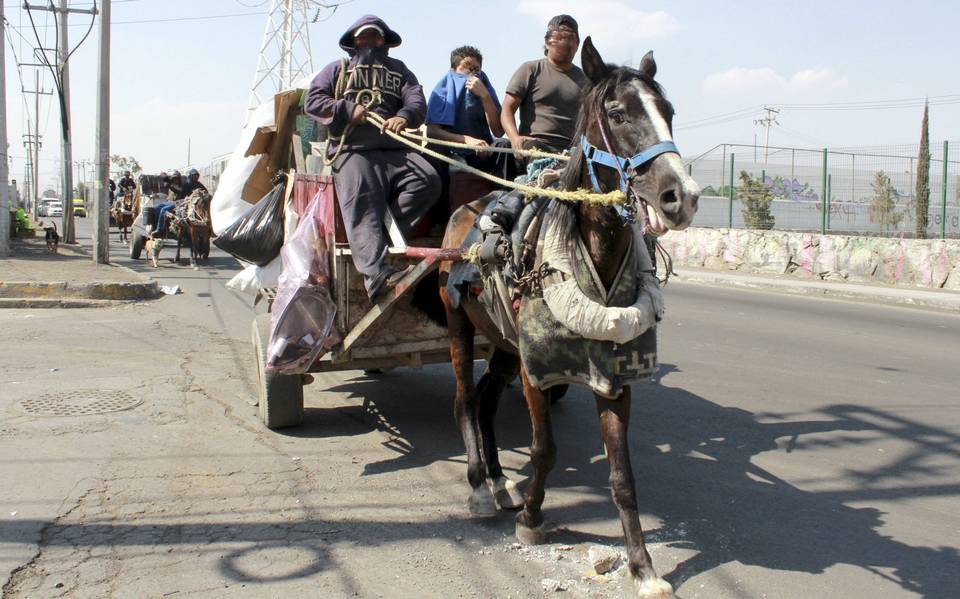 Uso-de-animales-de-carga-estarian-prohibidos-en-Edomex