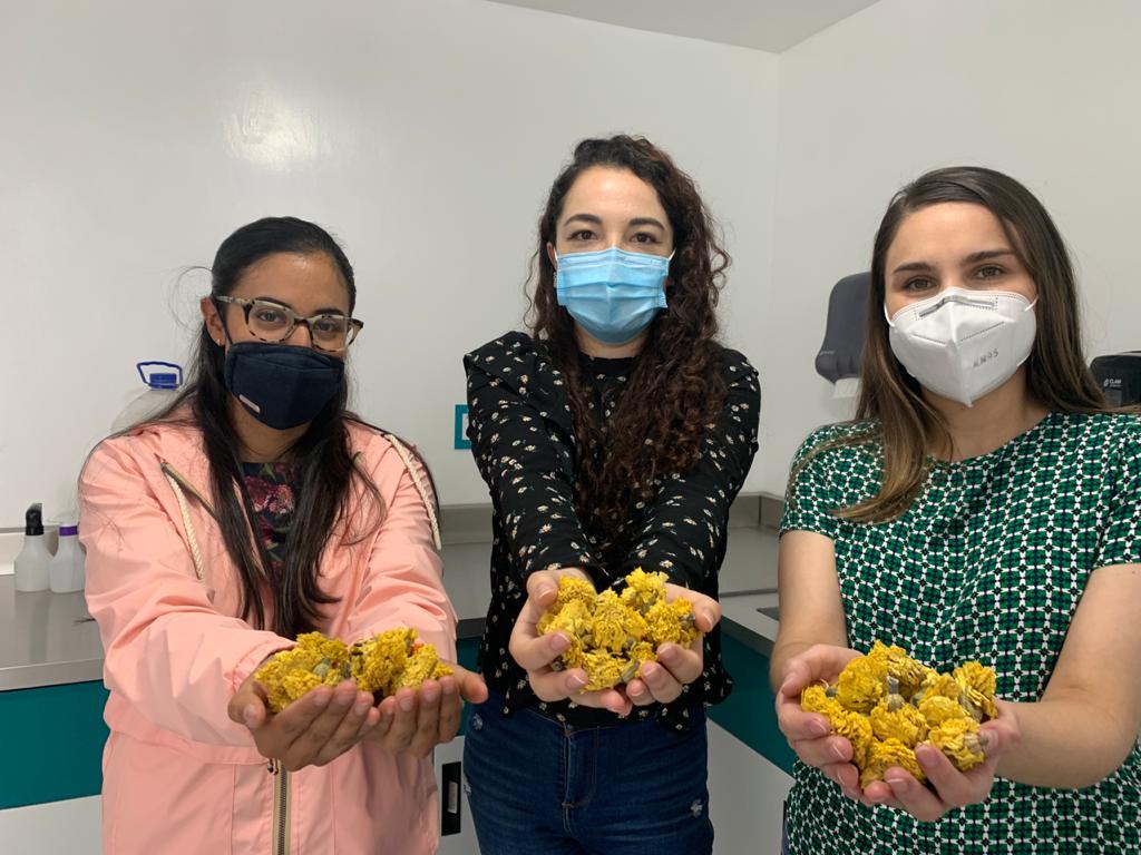 Toluqueñas crean insecticida con flores secas de cempasúchil