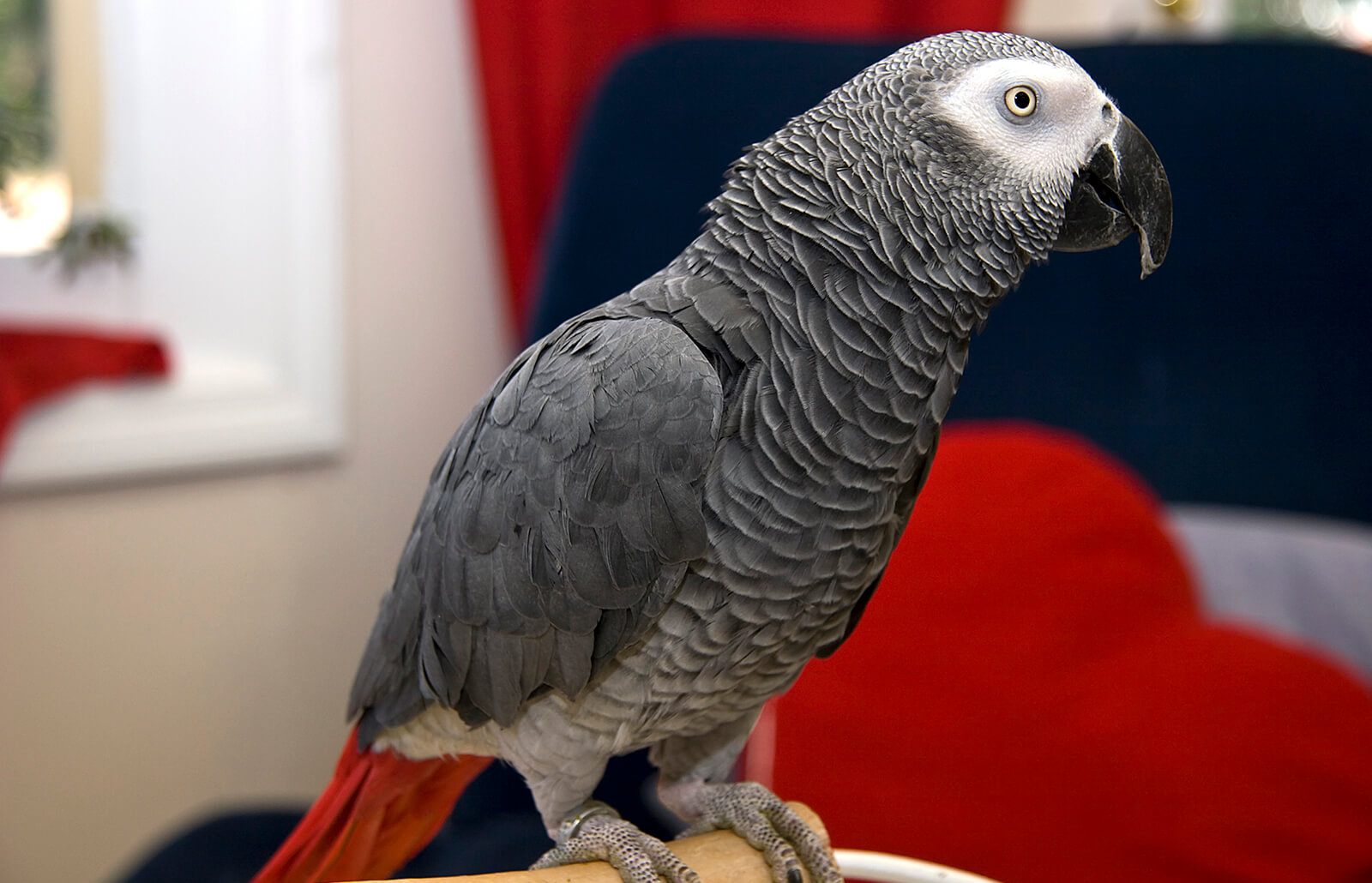 aislan-a-loros-en-zoologico-por-insultar-a-los-turistas1