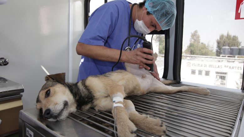 horarios-lugares-y-requisitos-para-esterilizar-a-tus-perros-y-gatos-gratis-en-uaemex