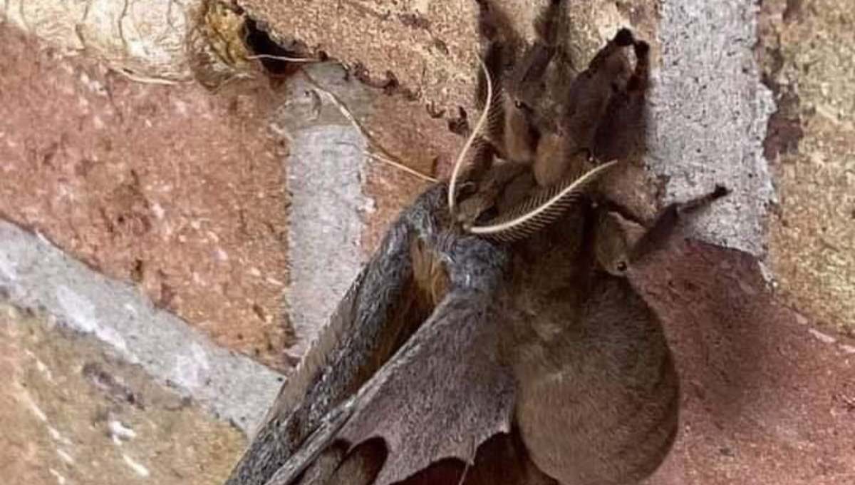 Internautas causan temor por supuestas "tarántulas con alas" en EU