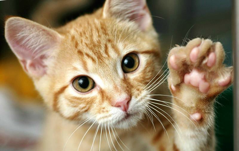 Mujer muere después de ser mordida por su gato, el cual fue mordido por un murciélago