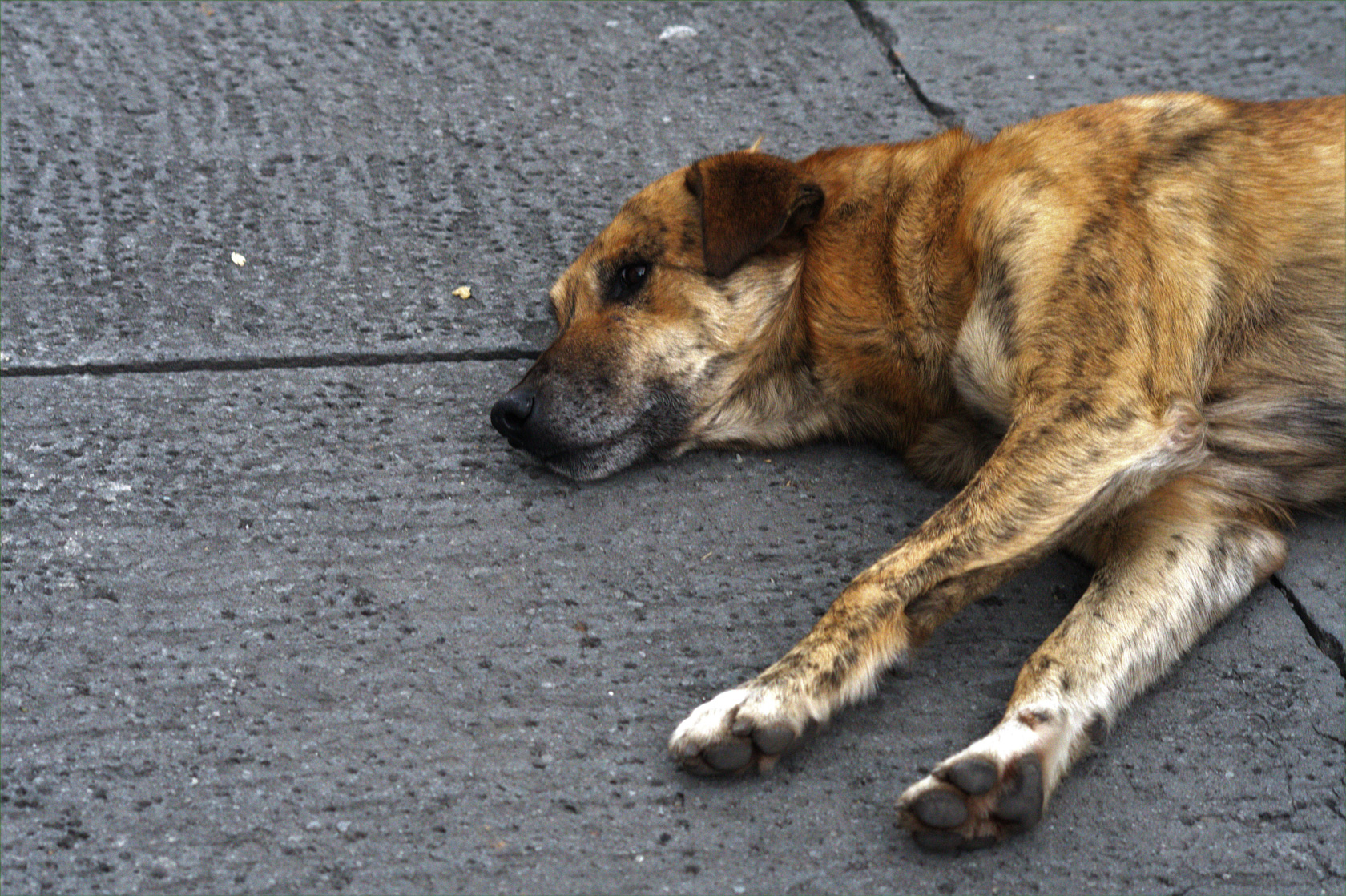 sujeto-pierde-la-vida-tras-matar-a-perrito