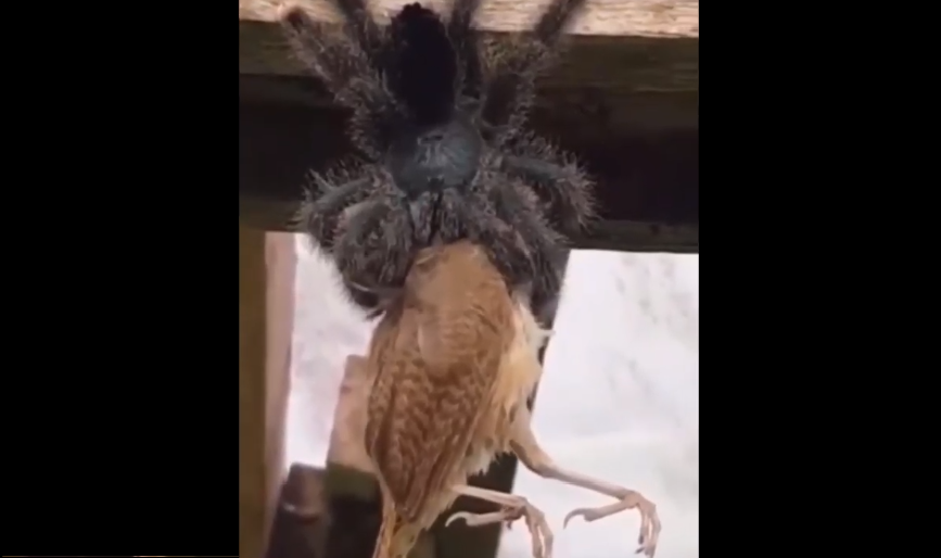 (Video) Tarántula gigante caza y devora a un pájaro y se hace viral