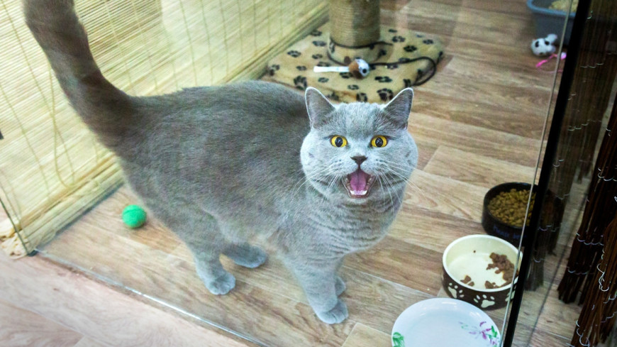 venden-michi-milagroso-por-130-mil-dolares