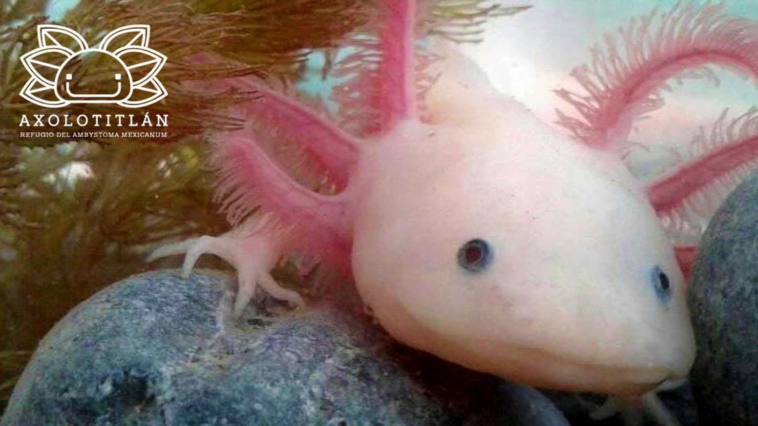 Museo del Axolote aún no logra su meta de recaudación