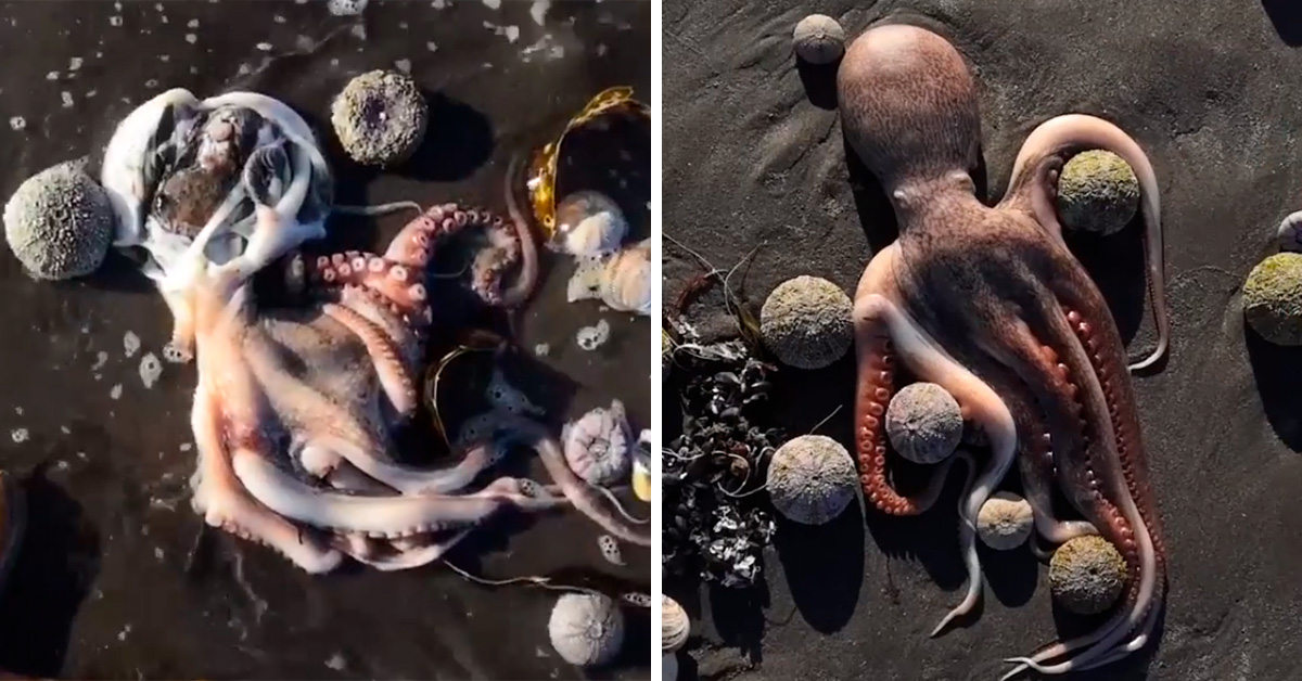 video-aparecen-animales-marinos-muertos-en-playas-por-contaminacion