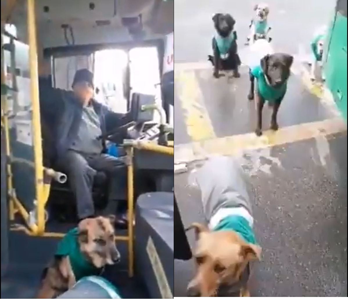 viral-contratan-perritos-callejeros-para-acompanar-a-choferes-en-transporte-publico