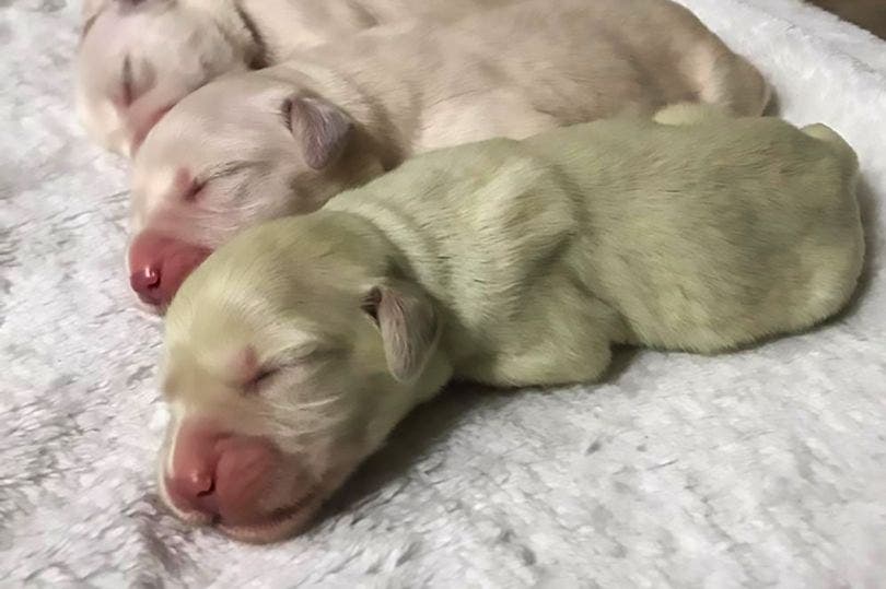 viral-nace-perrito-de-color-verde-se-llama-pistacho