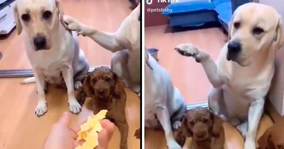 viral-perrito-se-enoja-porque-lo-delata-su-companero1