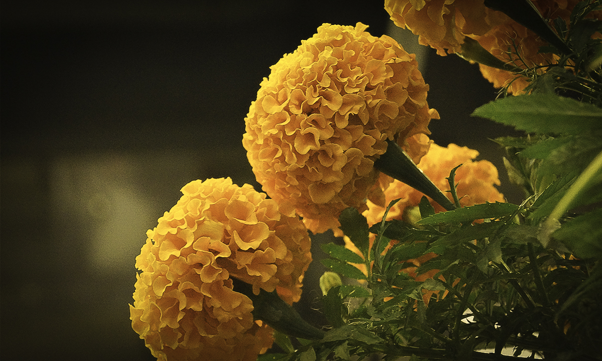 Ni la flore de cepasúchil se salvo del covid