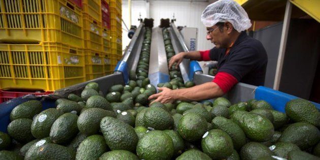 Gana $40,000 pesos al mes trabajando el preciado oro verde, el aguacate