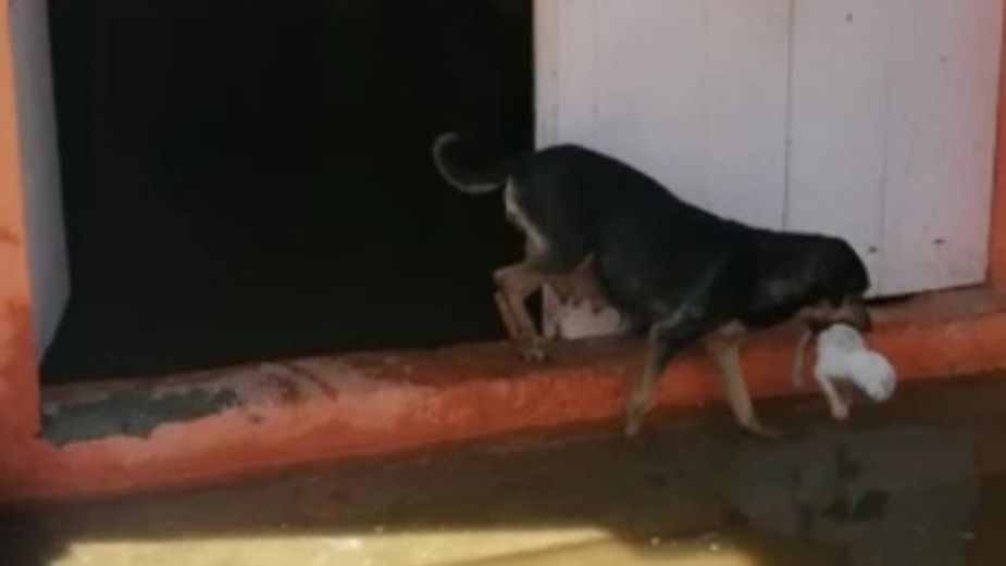 Perrita salva a sus cachorros de ser ahogados en inundaciones tabasqueñas