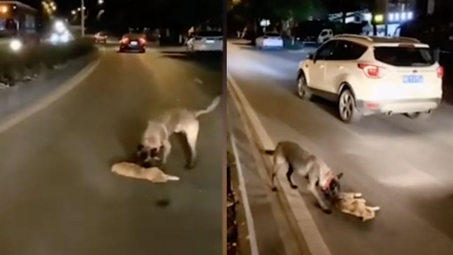 Perro intenta salvar a un gato tras ser atropellado || VIDEO