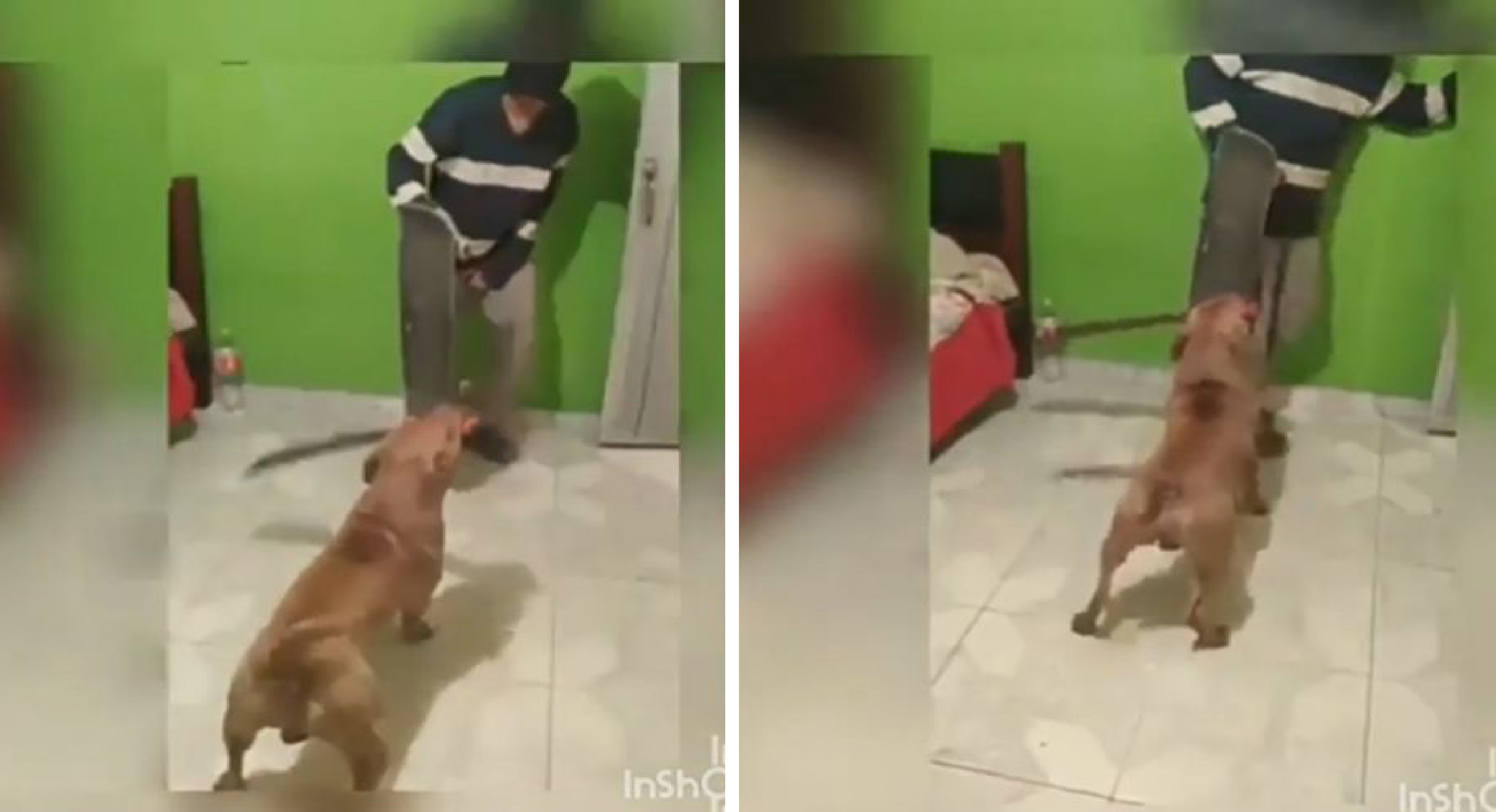 Pitbull utiliza un machete para controlar a su dueño || VIDEO