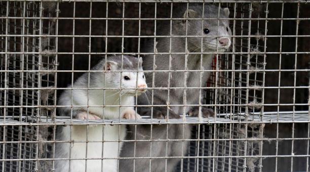 Por mutación de coronavirus se sacrificarán millones de visones