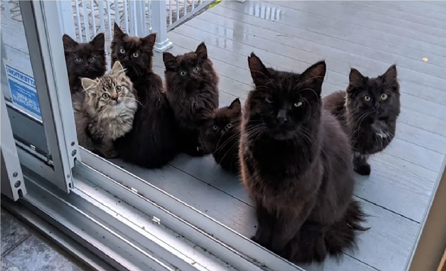Una-gatita-callejera-llevo-a-sus-cachorros-con-la-mujer-que-la-ayudo