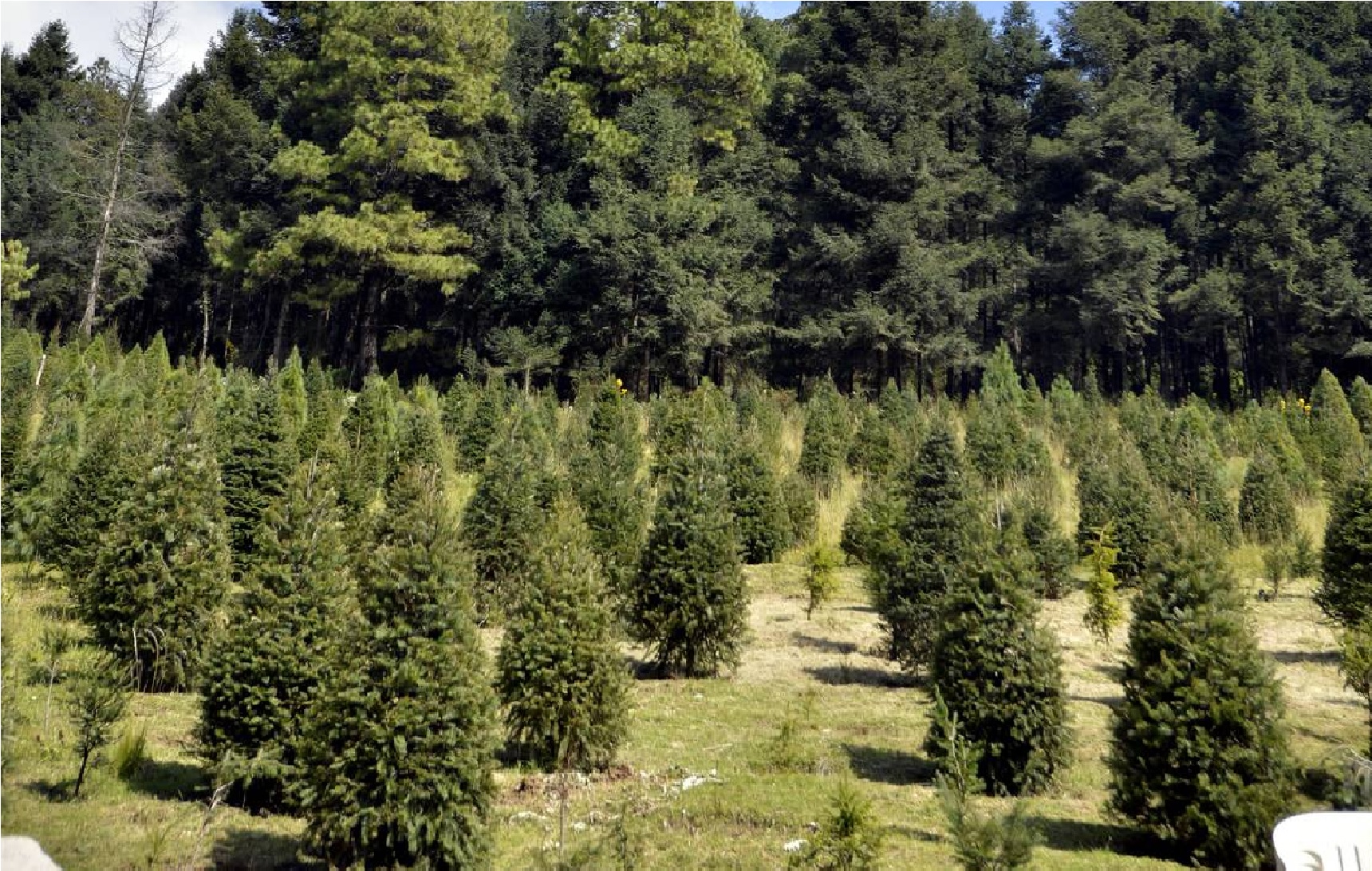 arranca-venta-de-arboles-de-navidad-en-xonacatlan