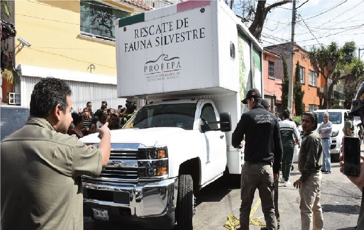 aseguran-a-mas-de-15-mil-animales-en-cateo-iztapalapa