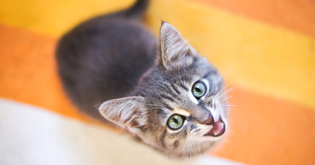 Así funciona la app que traduce los maullidos de los gatos