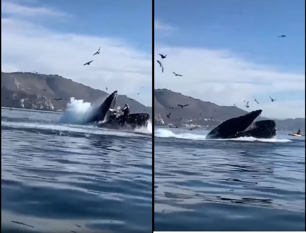 ballena-casi-se-come-a-dos-mujeres-en-california1