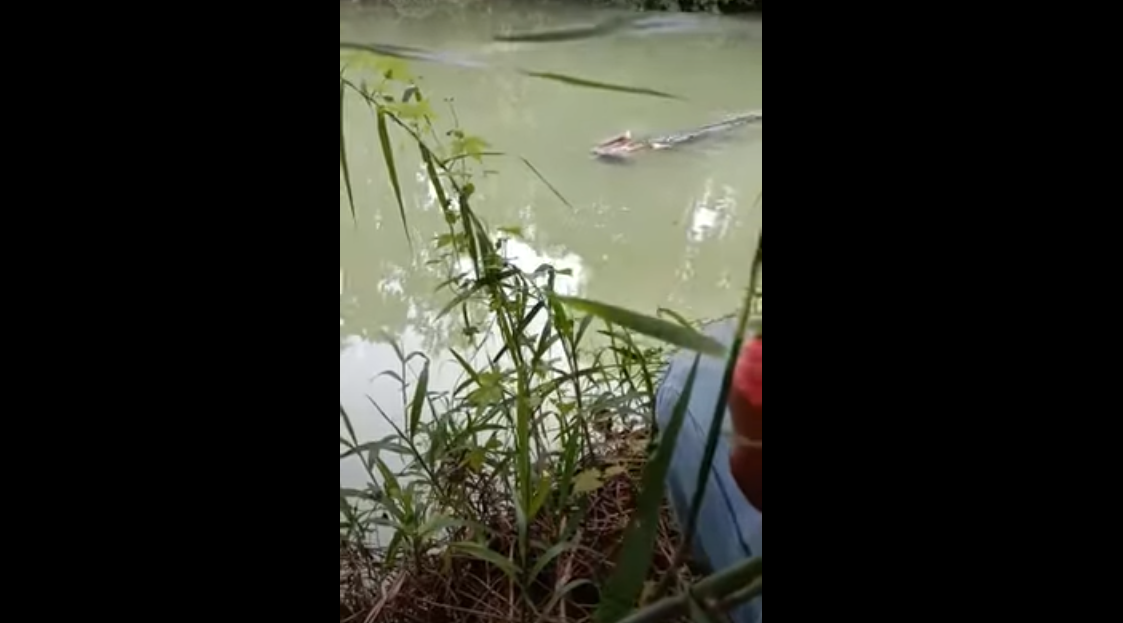 (Video) Captan a cocodrilo nadando con pierna humana en el hocico