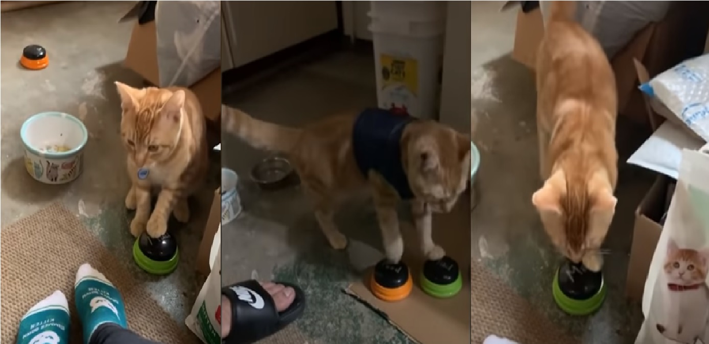 gato-insulta-a-sus-dueños