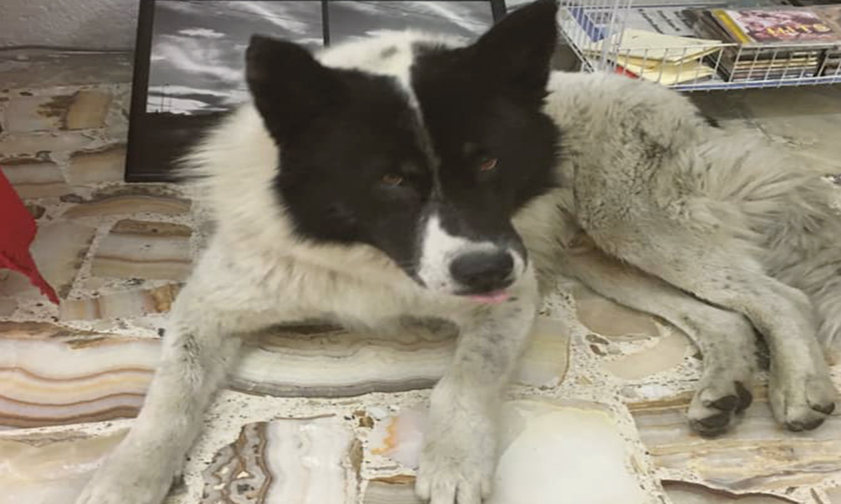 lobo-centro-toluqueño-escritores