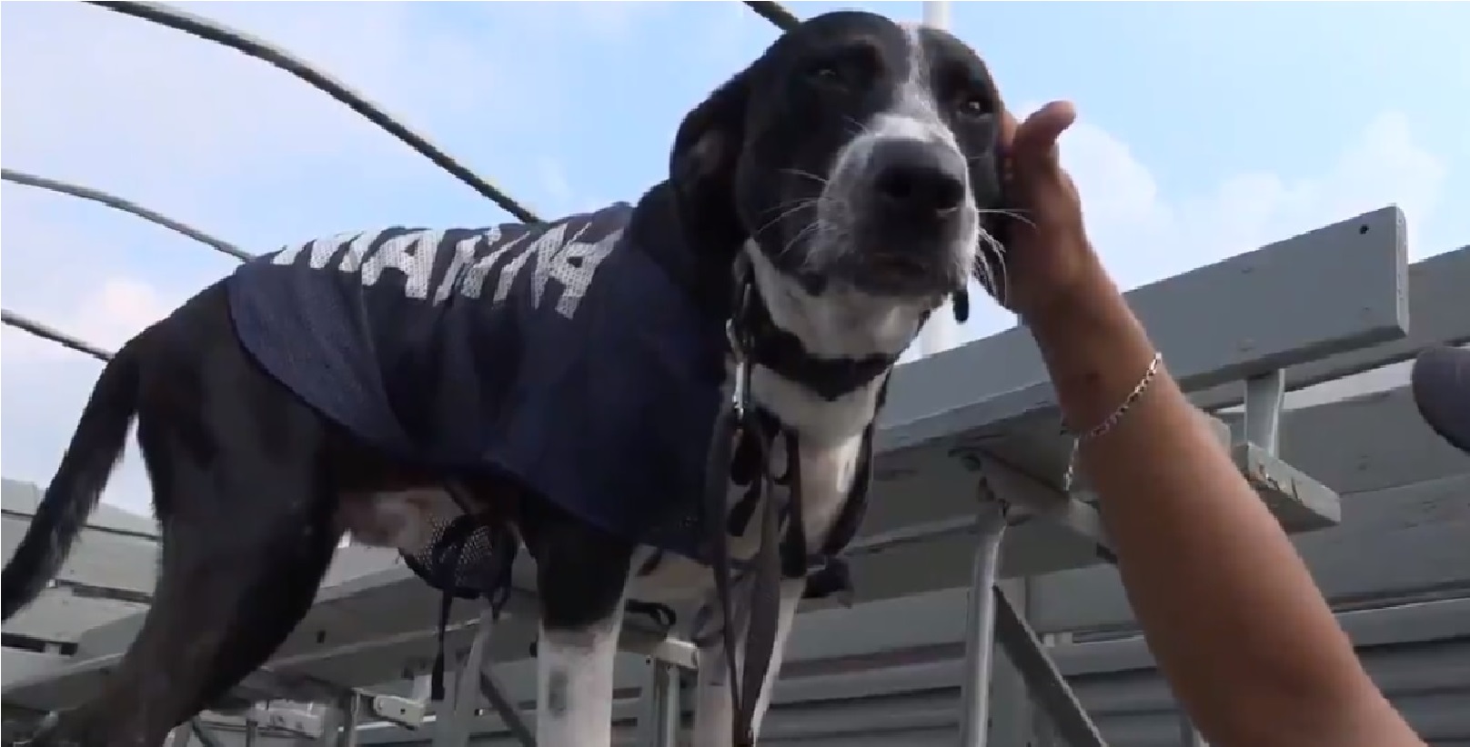 Marina rescata a segundo perrito de las inundaciones