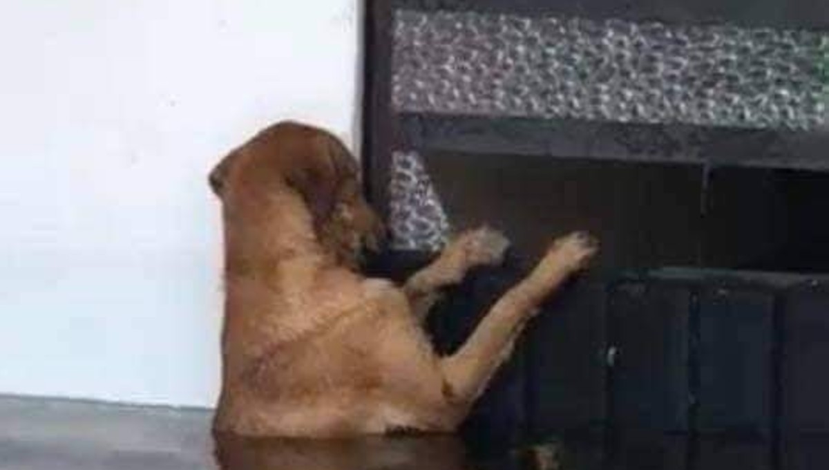 Perro fue dejado amarrado durante la inundación en Tabasco