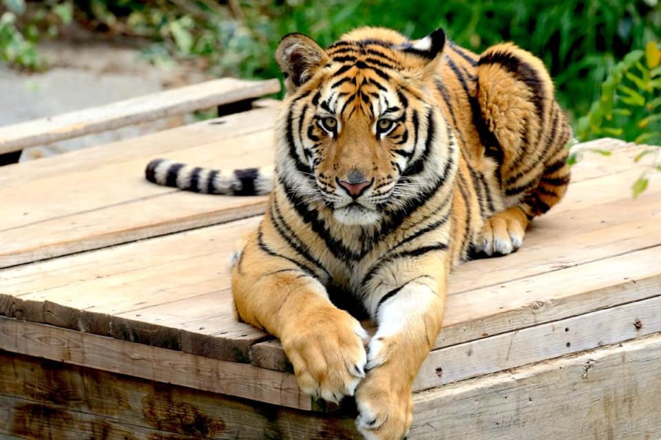 Parque Zacango invita a conocer al nuevo cachorro de tigre de bengala