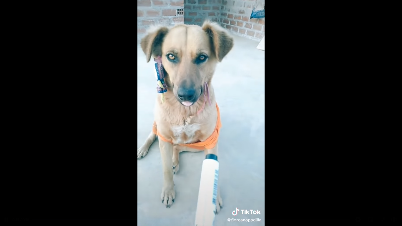 (Video) Perro matemático asombra las redes sociales
