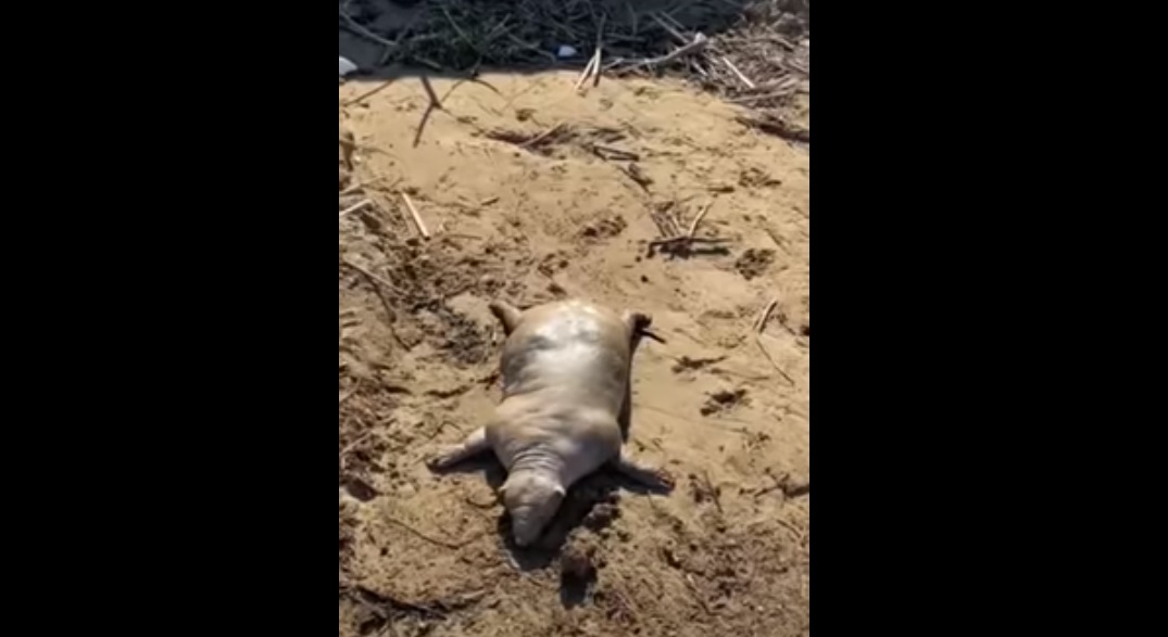 (Video) Extraña criatura aparece después de las inundaciones en Grecia