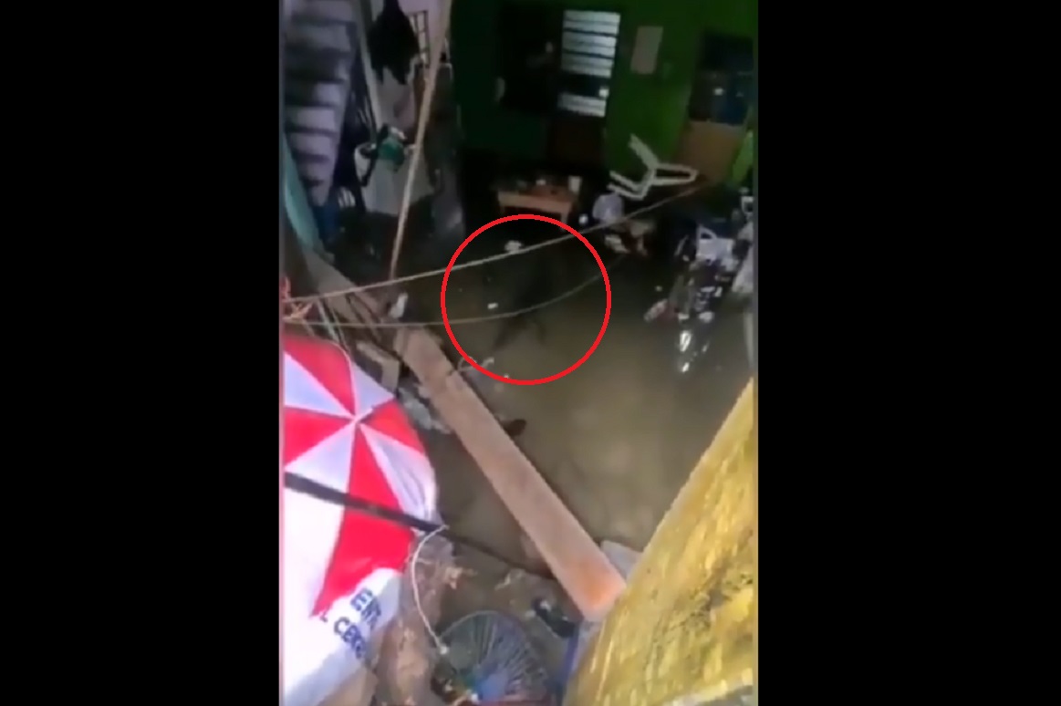 (Videos) Cocodrilos captados en las casas y calles inundadas de Tabasco