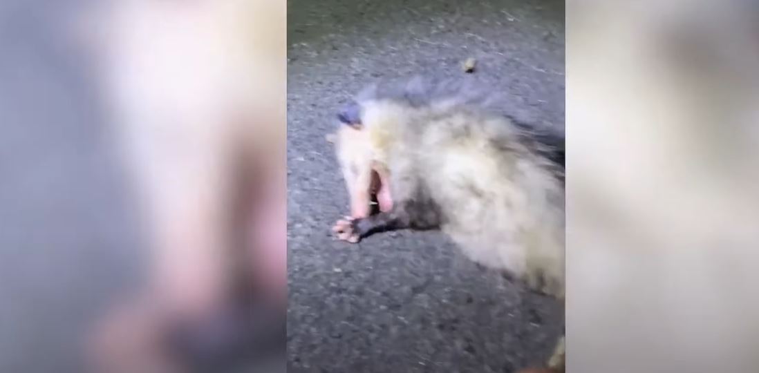 viral-zarigueya-se-hace-la-muerta-al-ver-un-fotografo-video2